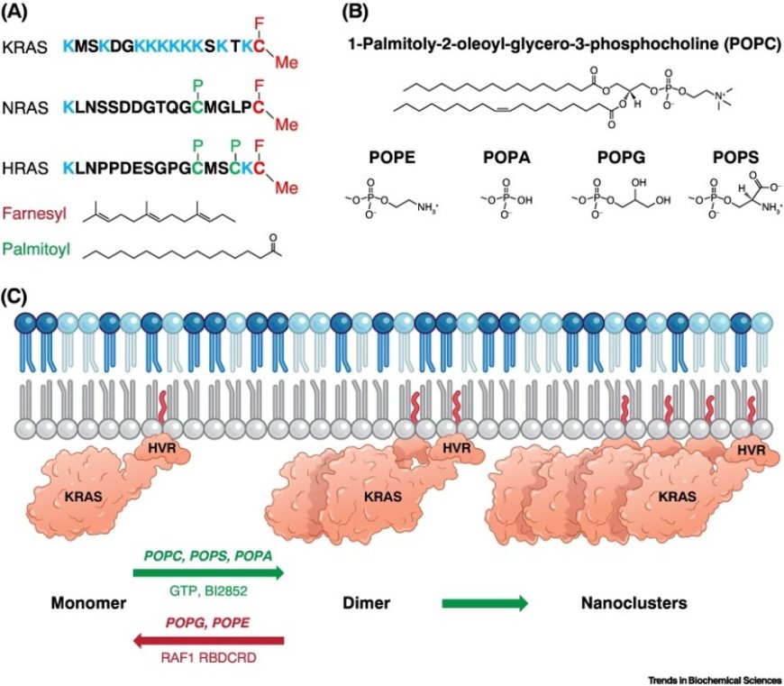 Capturing RAS oligomerization on a membrane