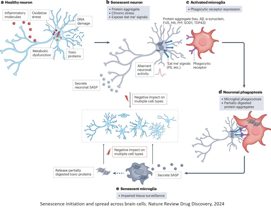 Therapeutic targeting of senescent cells in the CNS