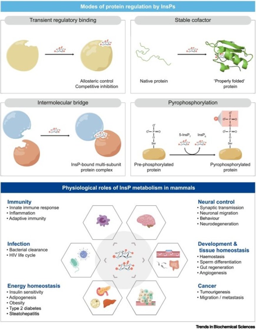 The inositol phosphate signalling network in physiology and disease