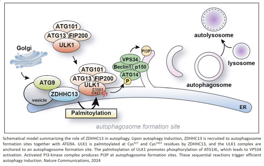 Palmitoylation of ULK1 by ZDHHC13 plays a crucial role in autophagy