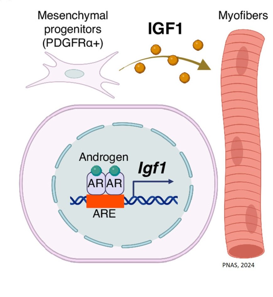 How male hormones regulate skeletal muscle function