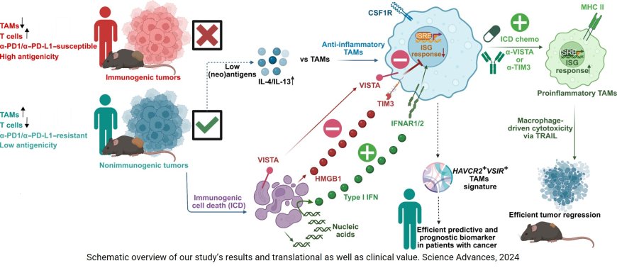 Targeting conserved tumor-associated macrophages overcomes resistance to cancer immunotherapy