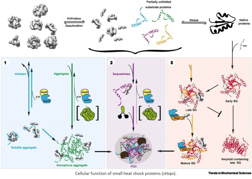 Catchers of folding gone awry: a tale of small heat shock proteins