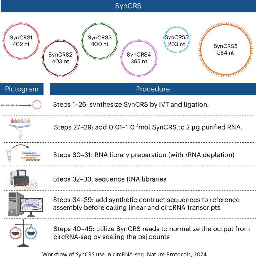 Normalizing  circular RNA sequencing data