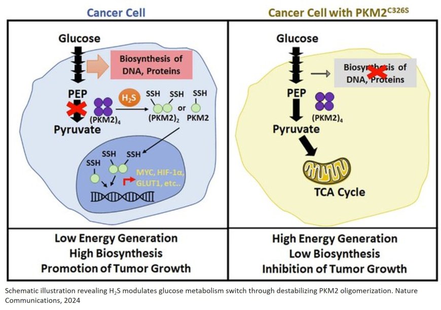 How hydrogen sulfide coordinates glucose metabolism switch to promote cancer progression