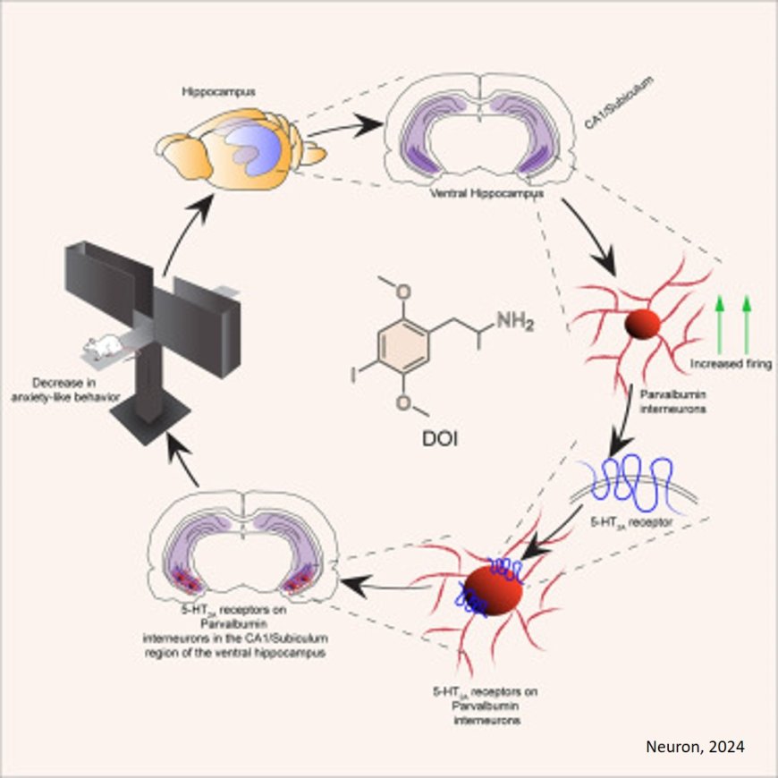 Psychedelics excite cells in hippocampus to reduce anxiety