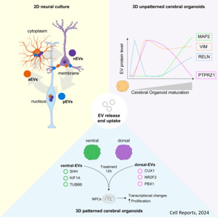 Extracellular vesicle-mediated trafficking of molecular cues during human brain development