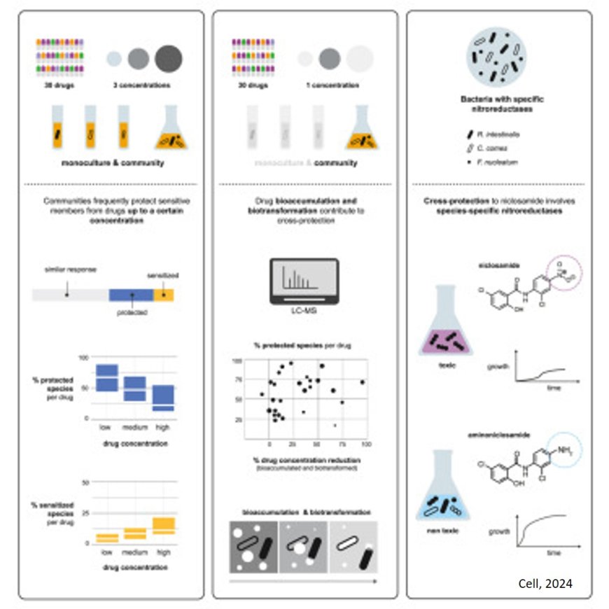 Gut microbiome communities’ resilience to drugs