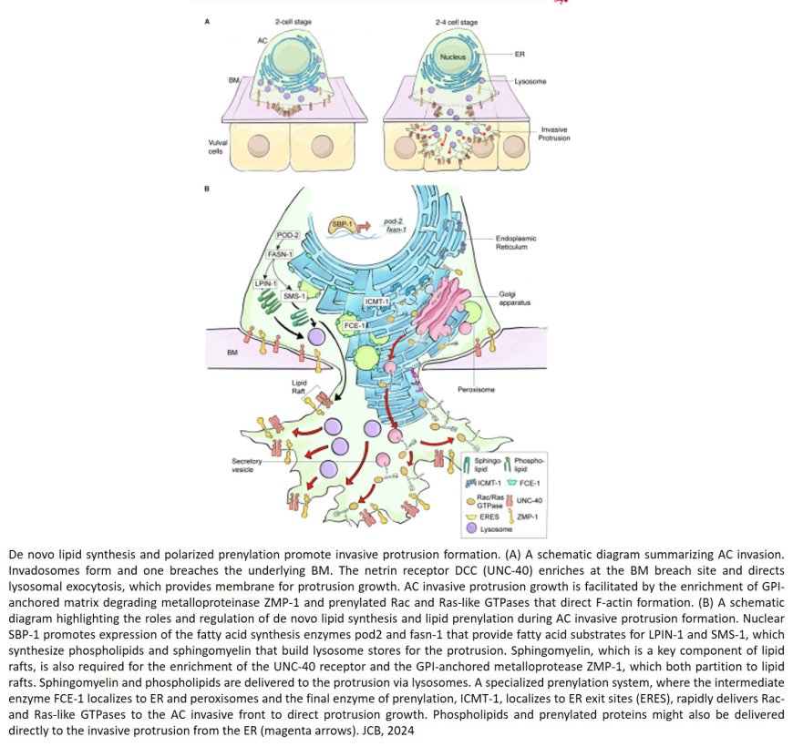 De novo lipid synthesis and polarized prenylation drive cell invasion through basement membrane