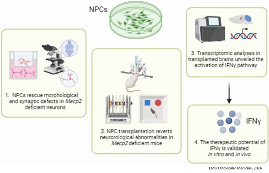 Neural precursor cells rescue symptoms of Rett syndrome!