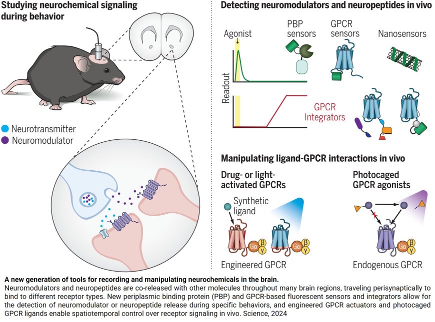 Neuromodulator and neuropeptide sensors and probes