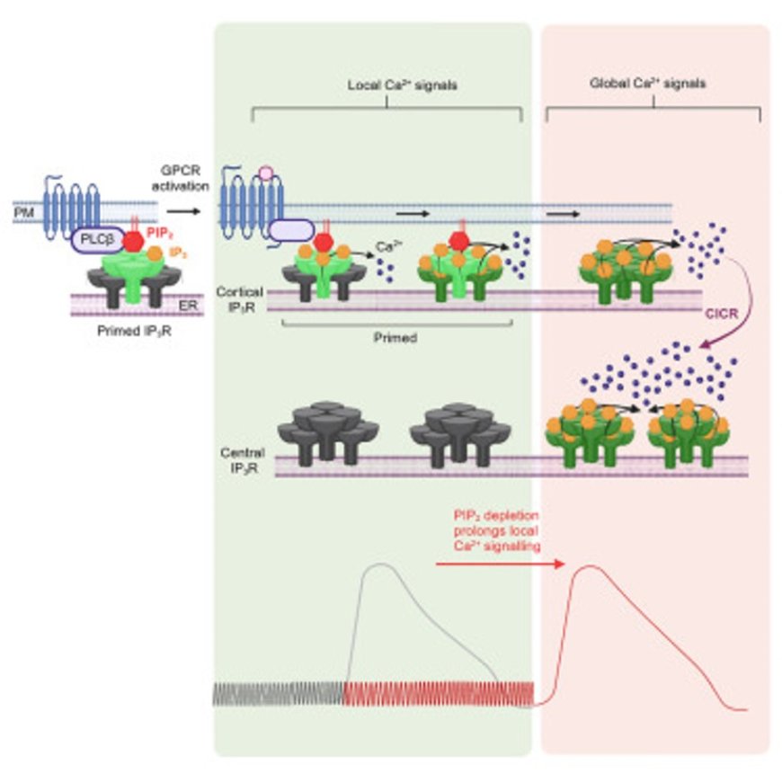 Dual regulation of IP3 receptors by IP3 and PIP2 controls the transition from local to global Ca2+ signals