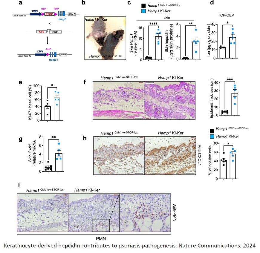 Skin hepcidin initiates psoriasiform skin inflammation via Fe-driven hyperproliferation and neutrophil recruitment