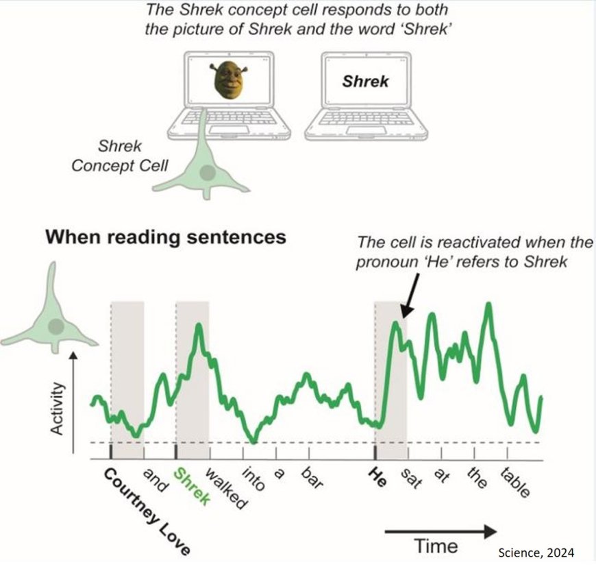 Pronouns reactivate conceptual representations in human hippocampal neurons