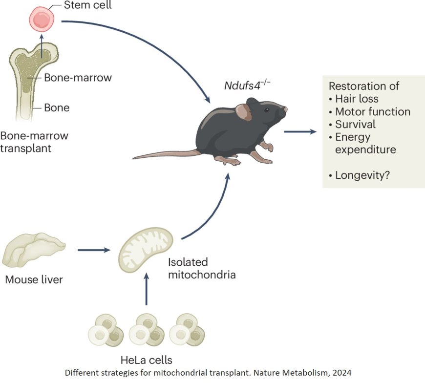 Mitochondria transfer-based therapies reduce the morbidity and mortality of Leigh syndrome