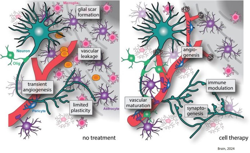 Brain repair mechanisms after cell therapy for stroke