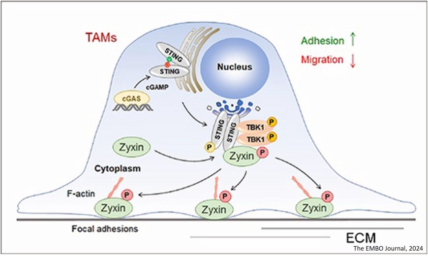 TBK1-Zyxin signaling controls tumor-associated macrophage recruitment to mitigate antitumor immunity