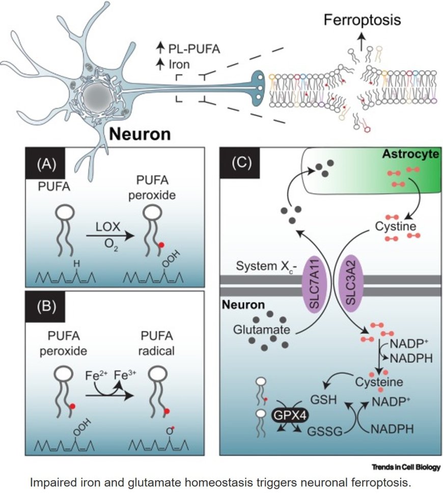 Driving factors of neuronal ferroptosis