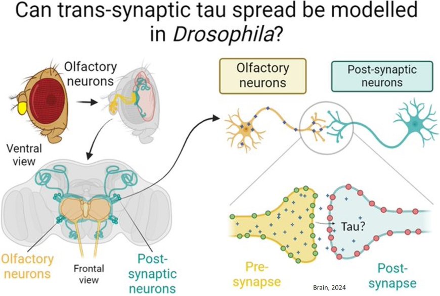 Drosophila appear resistant to trans-synaptic tau propagation