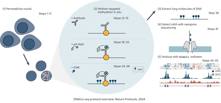 Mapping protein–DNA interactions with DiMeLo-seq