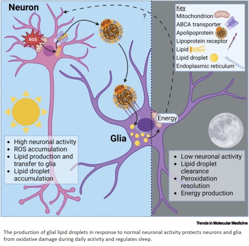 Does glial lipid dysregulation alter sleep in Alzheimer’s and Parkinson’s disease?