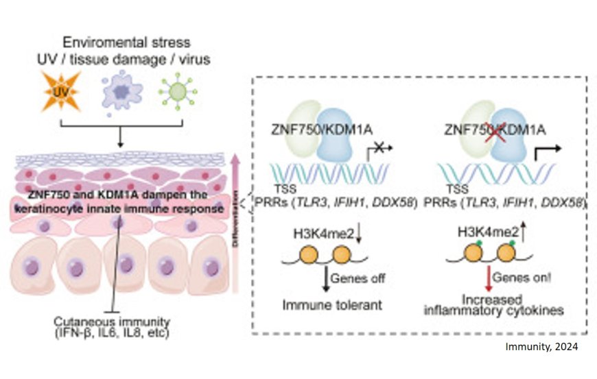 The transcription regulators ZNF750 and LSD1/ KDM1A dampen inflammation on the skin’s surface by silencing pattern recognition receptors