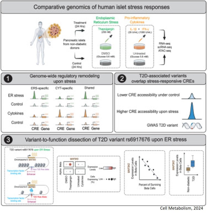 How diabetes risk genes make cells less resilient to stress