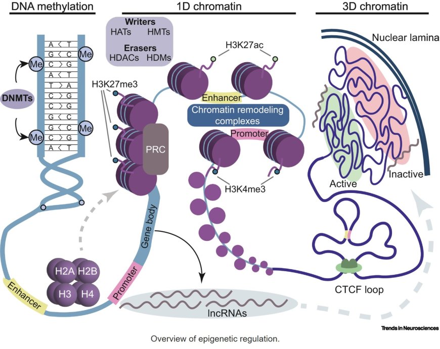 Epigenetic mechanisms underlying sex differences in the brain and behavior