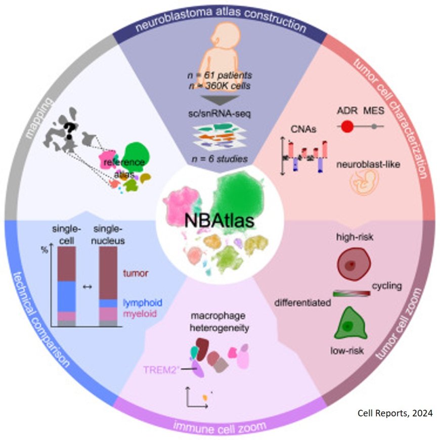 Atlas of human neuroblastoma tumors