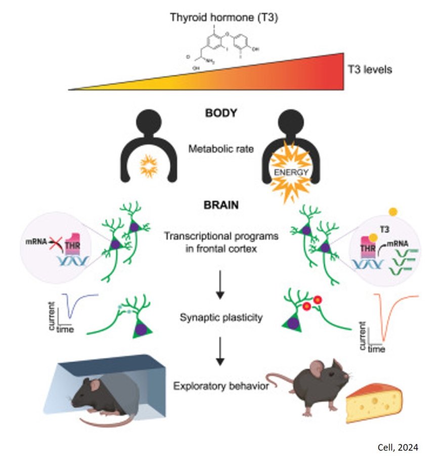 Thyroid hormone remodels exploratory behavior