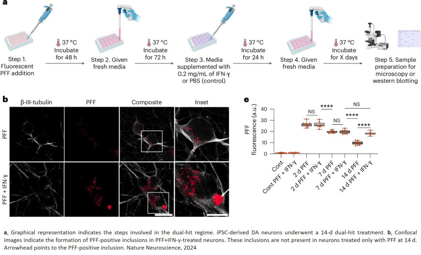 Modeling Parkinson’s disease pathology in human dopaminergic neurons by sequential exposure to α-synuclein fibrils and proinflammatory cytokines