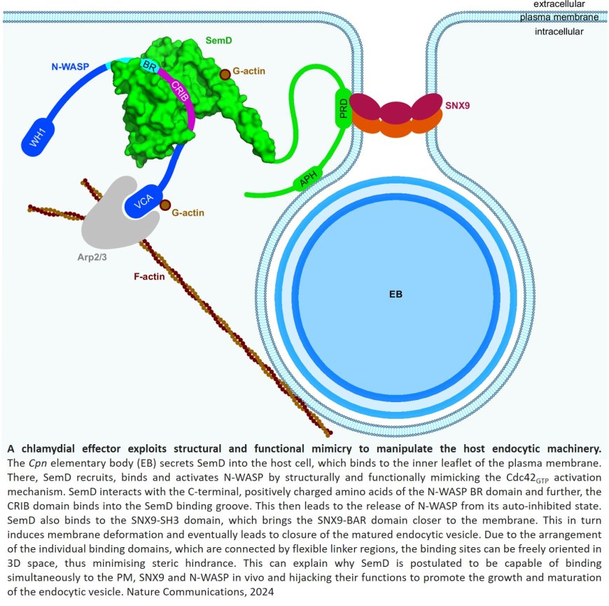 How Chlamydia manipulate the host cell