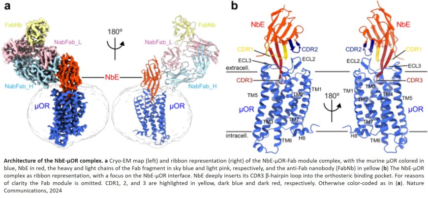 Structural basis of μ-opioid receptor targeting by a nanobody antagonist