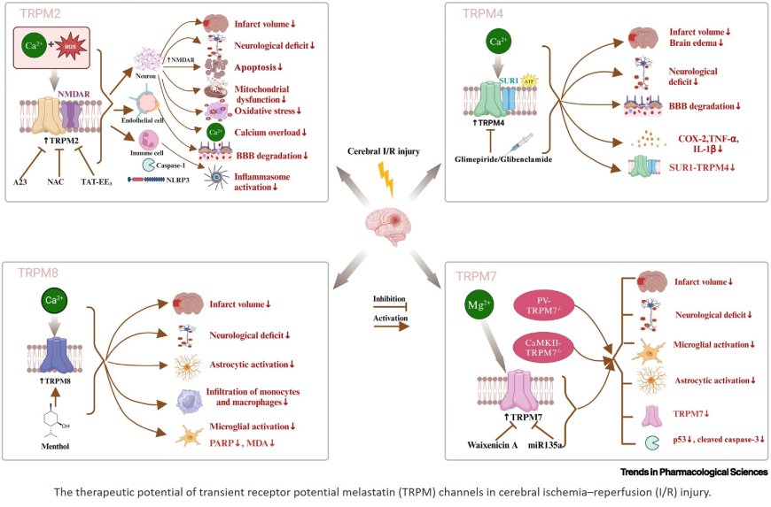 TRPM channels targeting  for cerebral ischemia–reperfusion injury