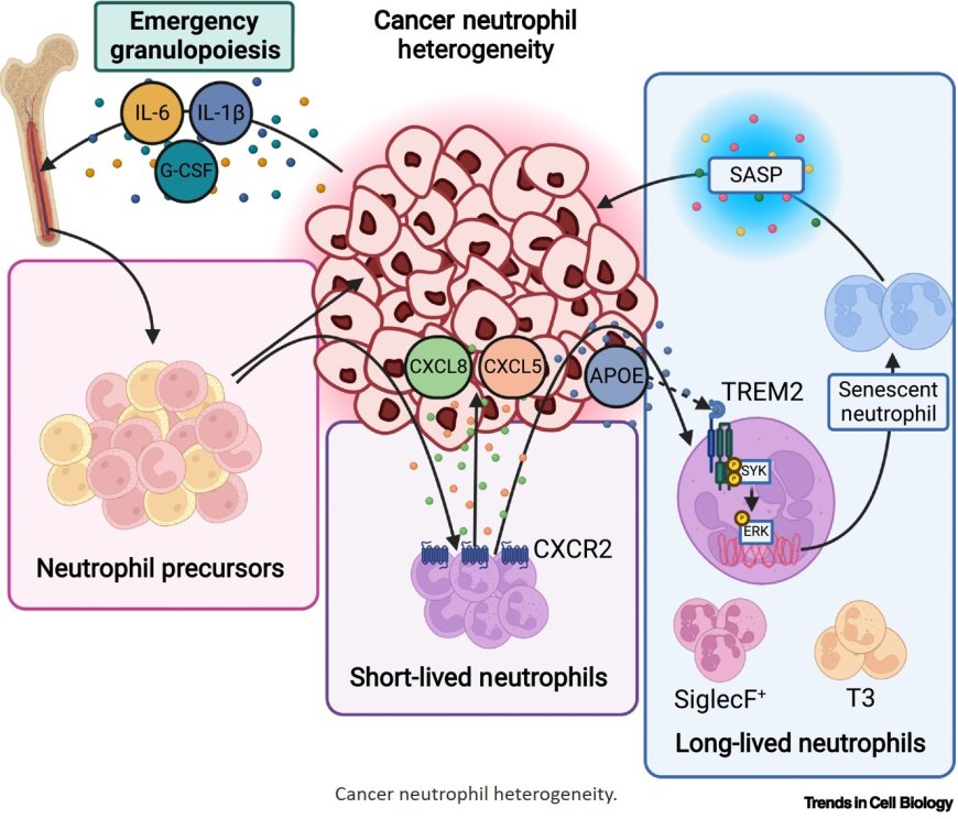 Senescent neutrophils and cancer progression