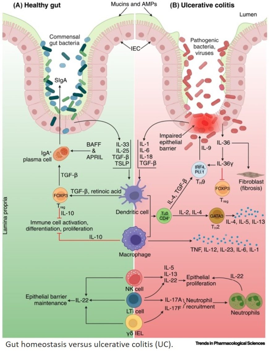 Ulcerative colitis: clinical biomarkers, therapeutic targets, and emerging treatments