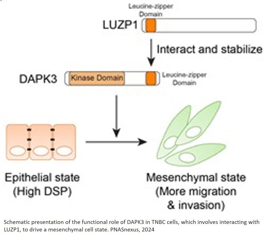 A new regulator of migration of triple-negative breast cancer cells