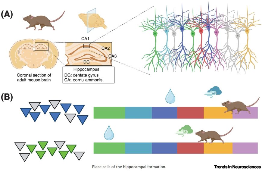 Neural circuits for goal-directed navigation across species