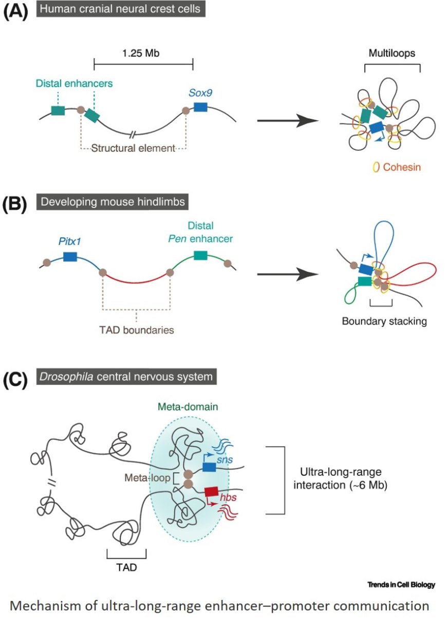 Regulatory landscape of enhancer-mediated transcriptional activation