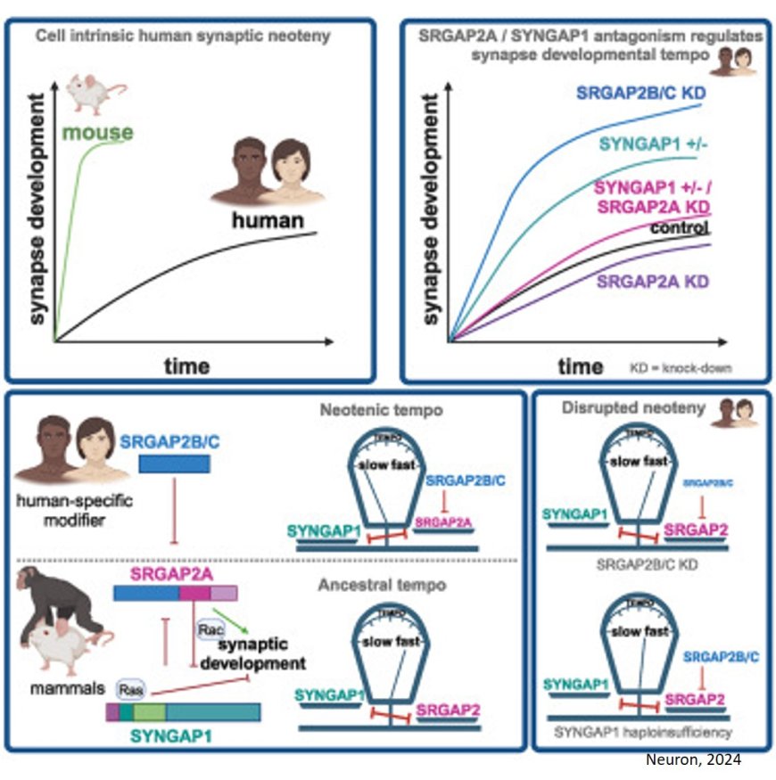 Human-specific genes regulate key gene mutated in autism spectrum disorders