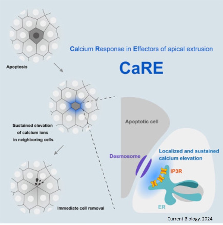 How calcium signals help cells bury their dead neighbors