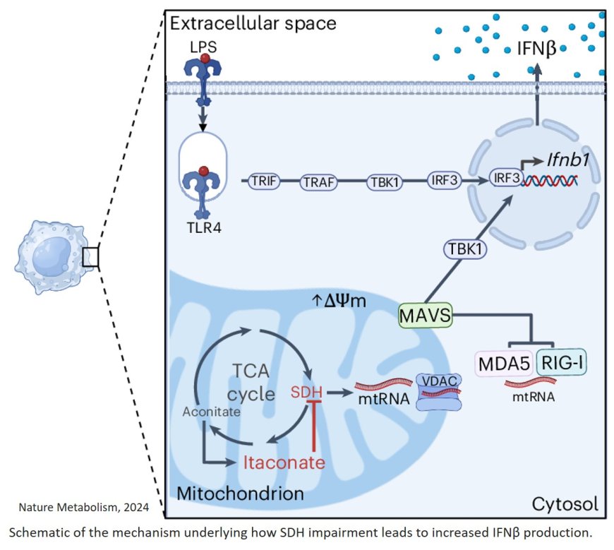 Itaconate ameliorates autoimmunity by modulating T cell imbalance via metabolic and epigenetic reprogramming