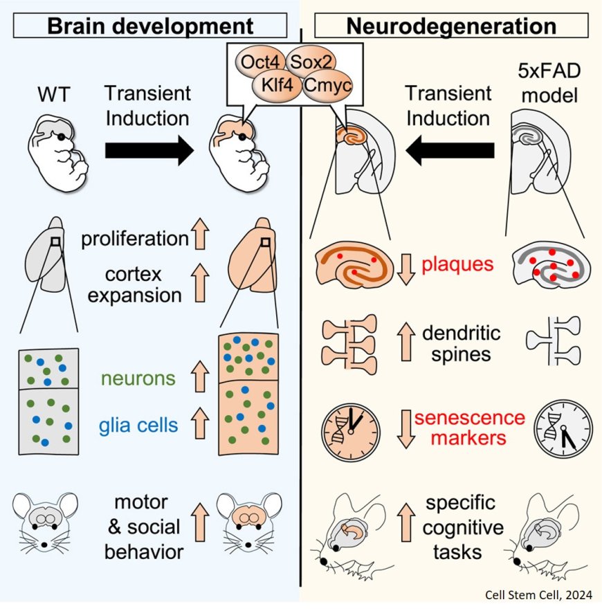 In vivo transient reprogramming to expands neocortex and protects from neurodegeneration