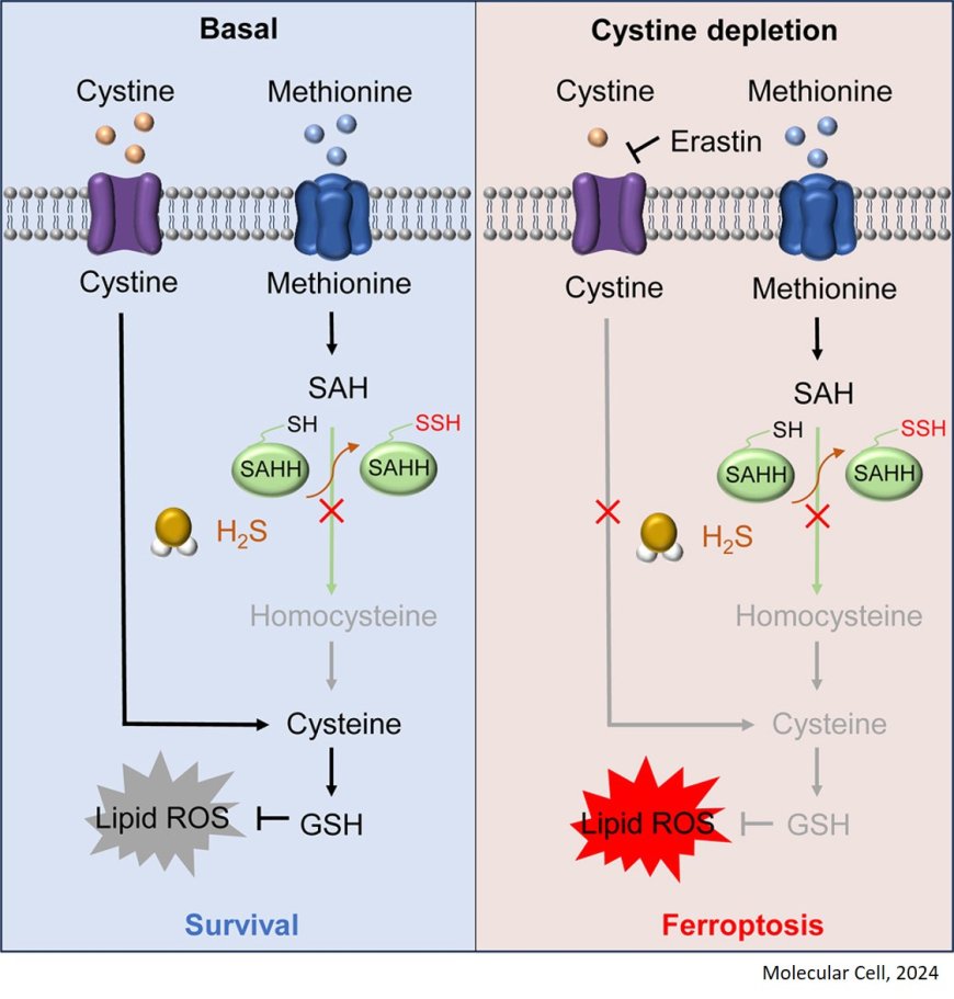 Hydrogen sulfide-mediated persulfidation regulates homocysteine metabolism and enhances ferroptosis in non-small cell lung cancer