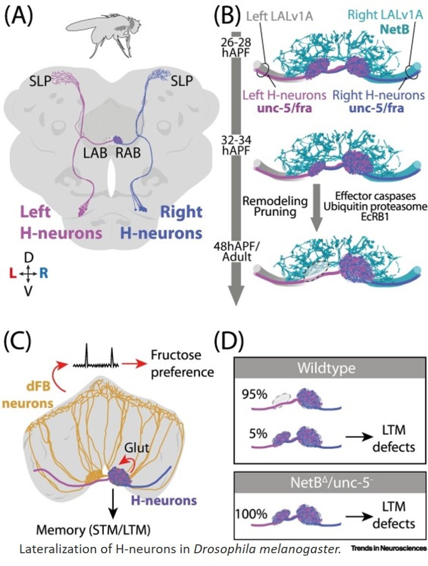 Brain bilateral asymmetry – insights from nematodes, zebrafish, and Drosophila