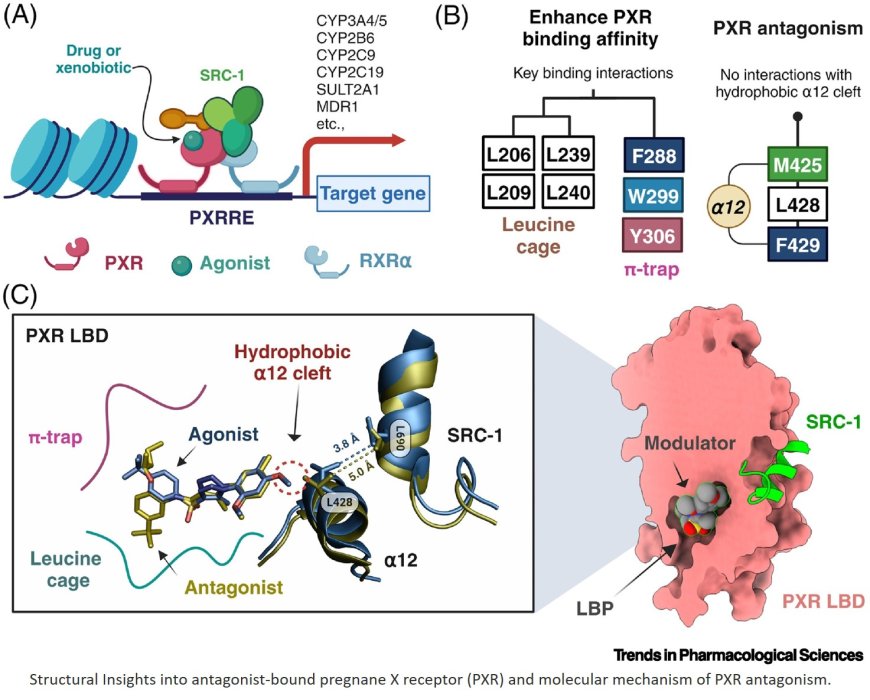 Chemical manipulation of an activation/ inhibition switch in the nuclear receptor PXR