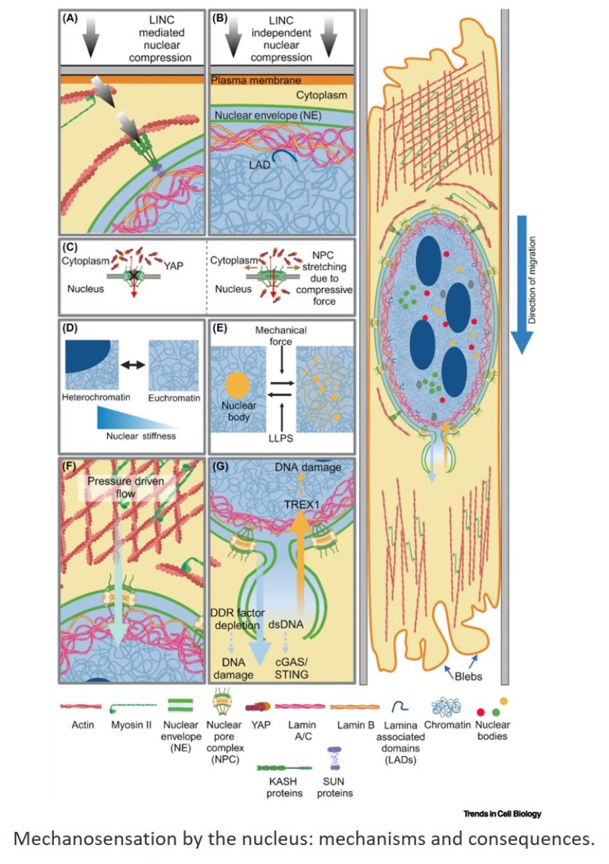 Crosstalk between the nucleus and ion channel-mediated mechanosensation