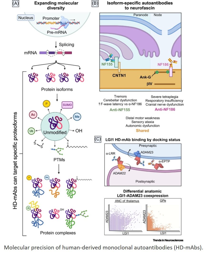 Human-derived monoclonal autoantibodies as interrogators of cellular proteotypes in the brain