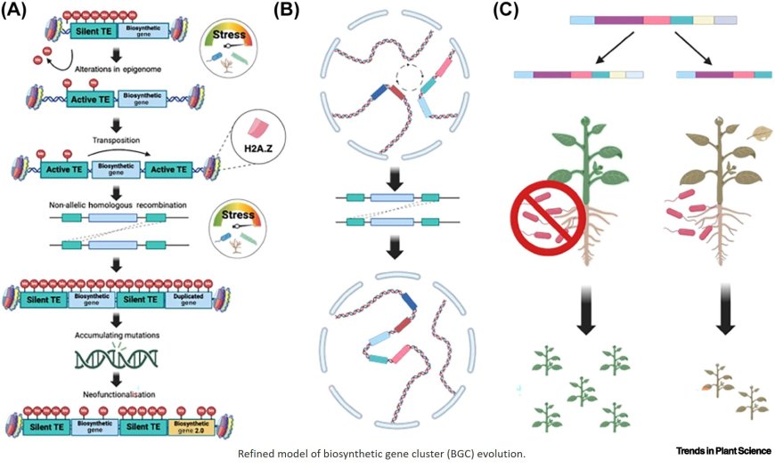 Decoding resilience: ecology, regulation, and evolution of biosynthetic gene clusters