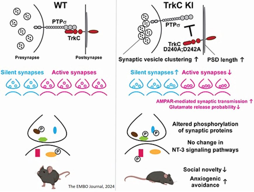 The TrkC-PTPσ complex governs synapse maturation and anxiogenic avoidance via synaptic protein phosphorylation